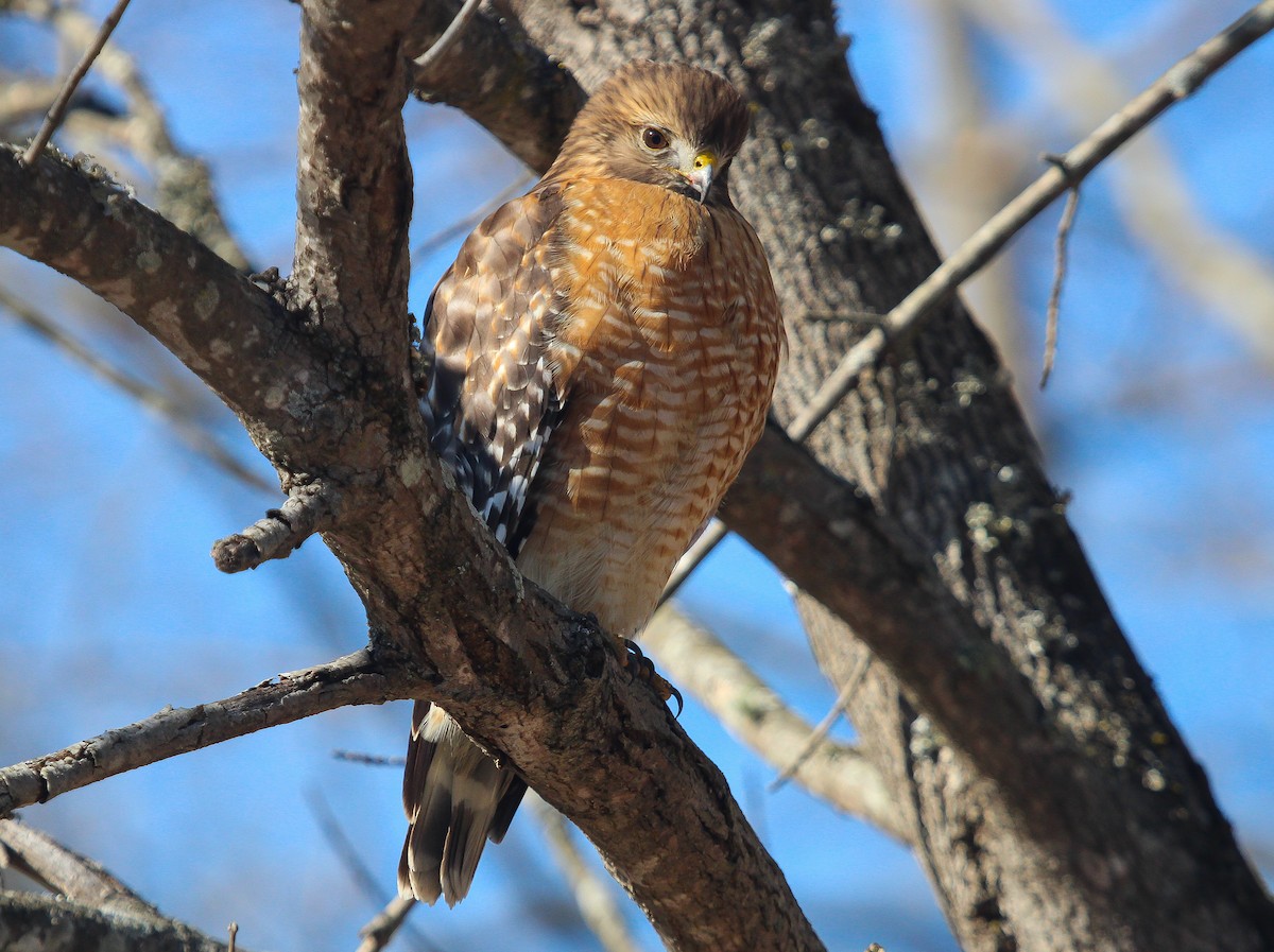 Red-shouldered Hawk - ML614873058