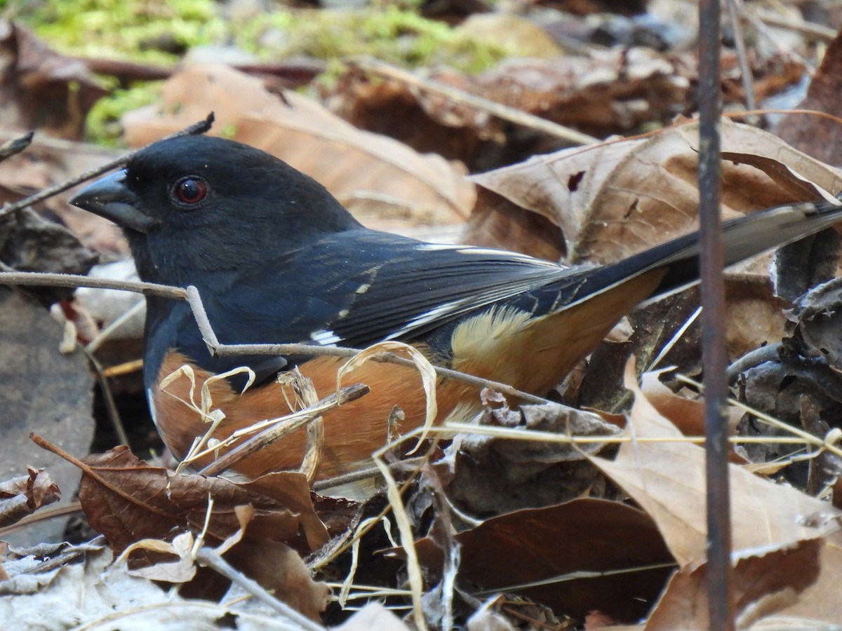 Eastern Towhee - Dave Catterson
