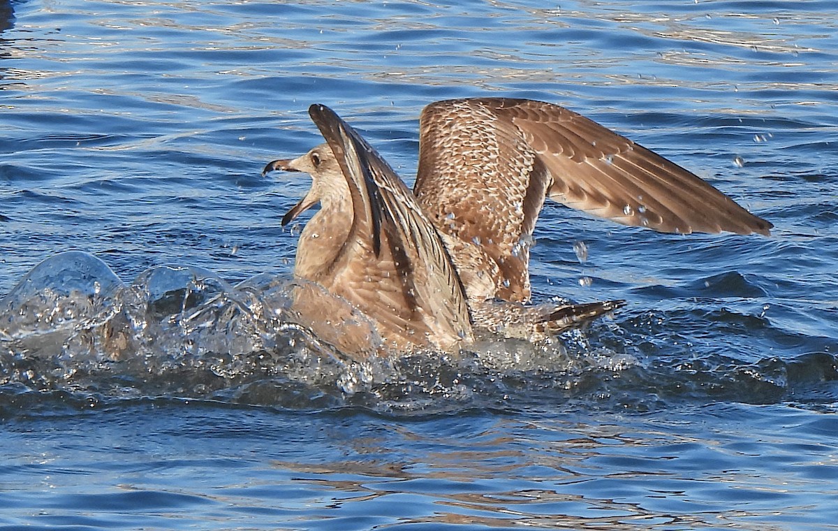 Herring Gull - ML614873083