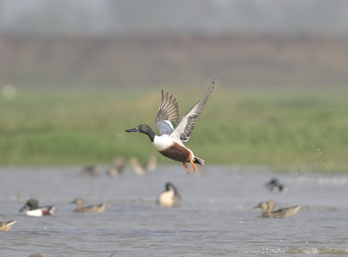 Northern Shoveler - Anurag Mishra