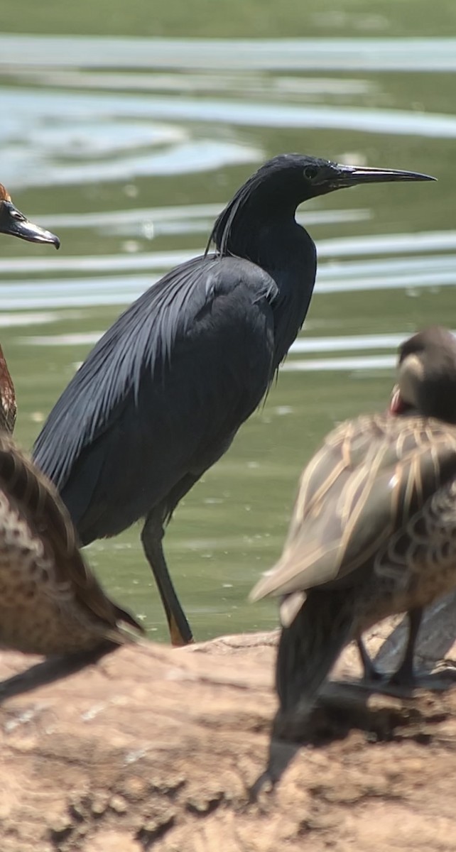 Black Heron - ML614873087