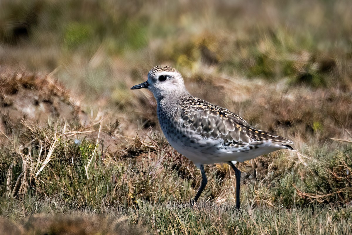 American Golden-Plover - ML614873111