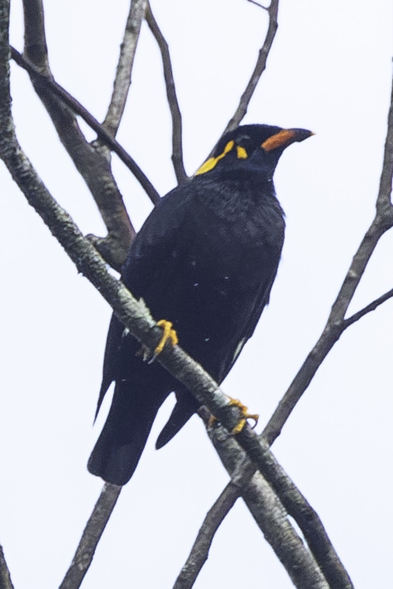 Southern Hill Myna - ML614873125