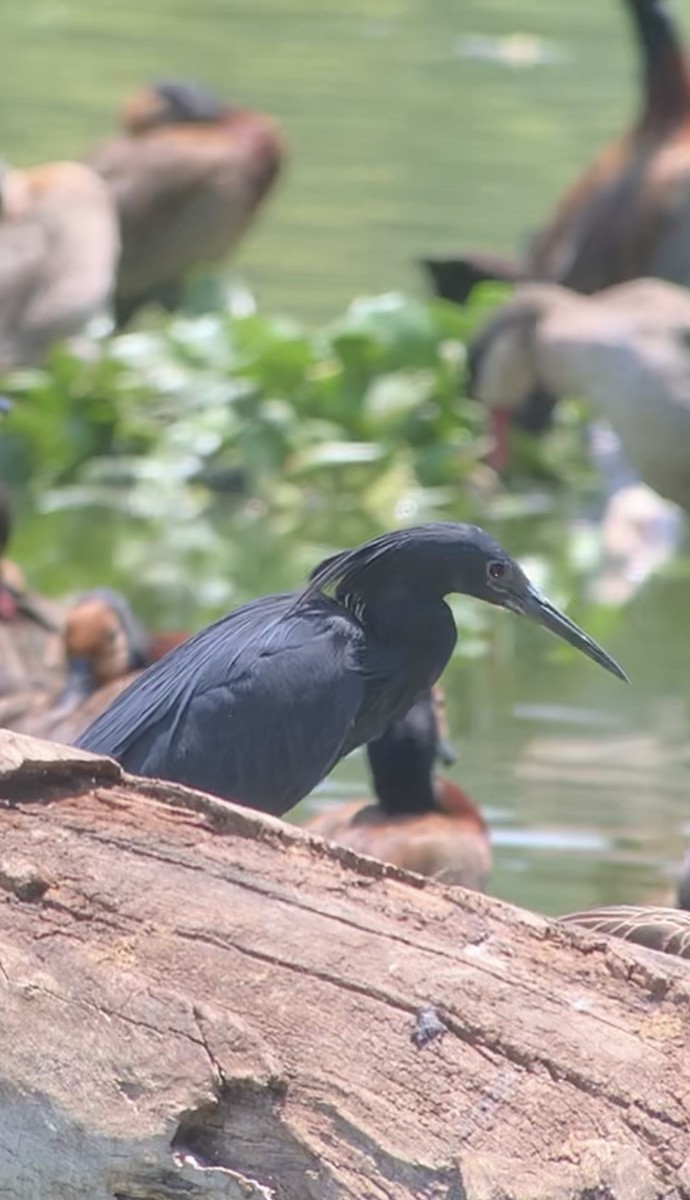 Black Heron - Michele Burnat