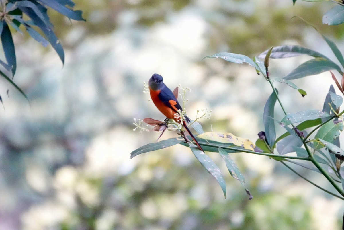 Minivet Gorjigrís - ML614873139