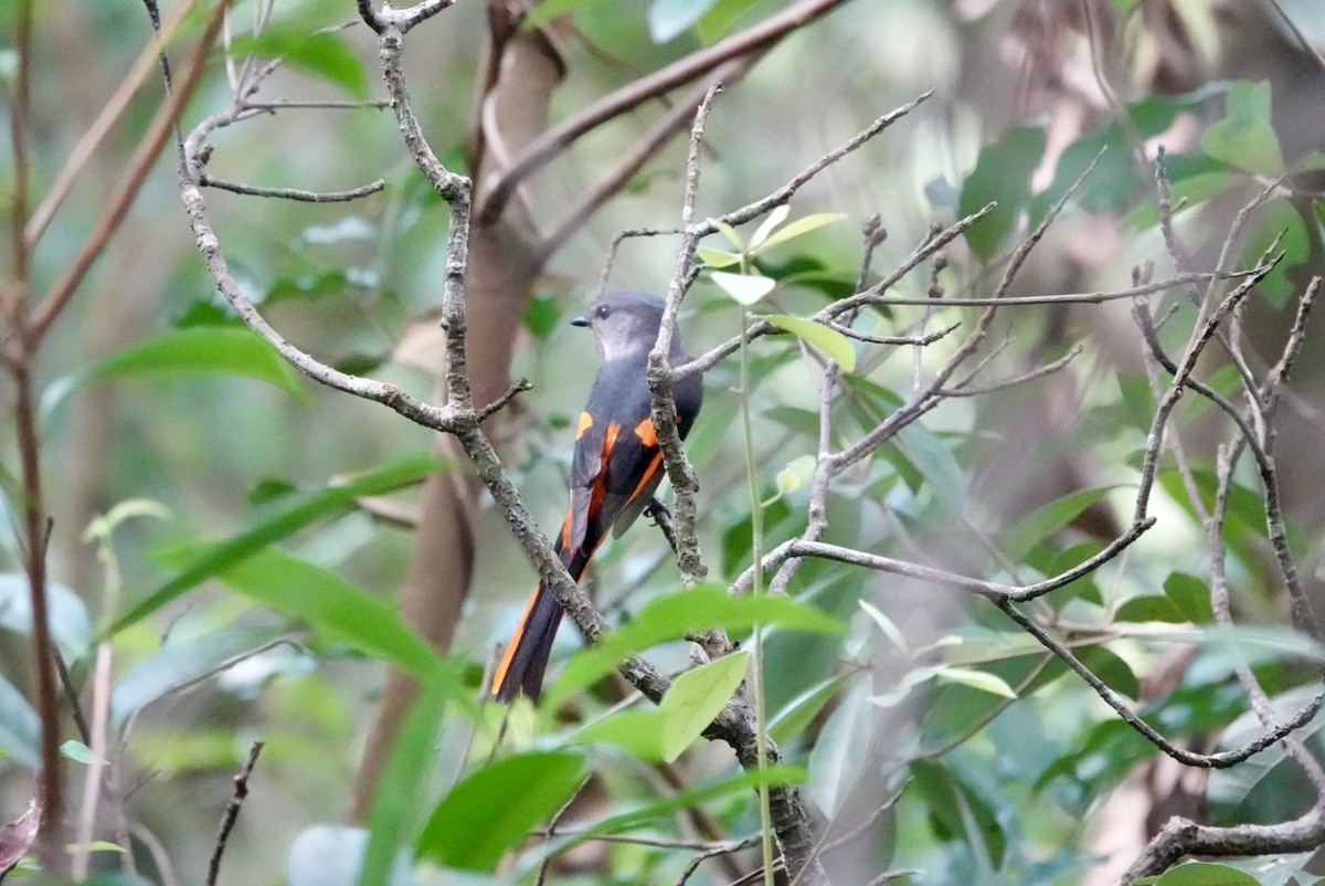 Gray-chinned Minivet - ML614873140