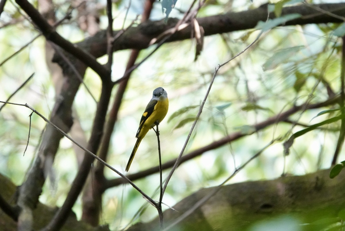 Minivet Gorjigrís - ML614873143