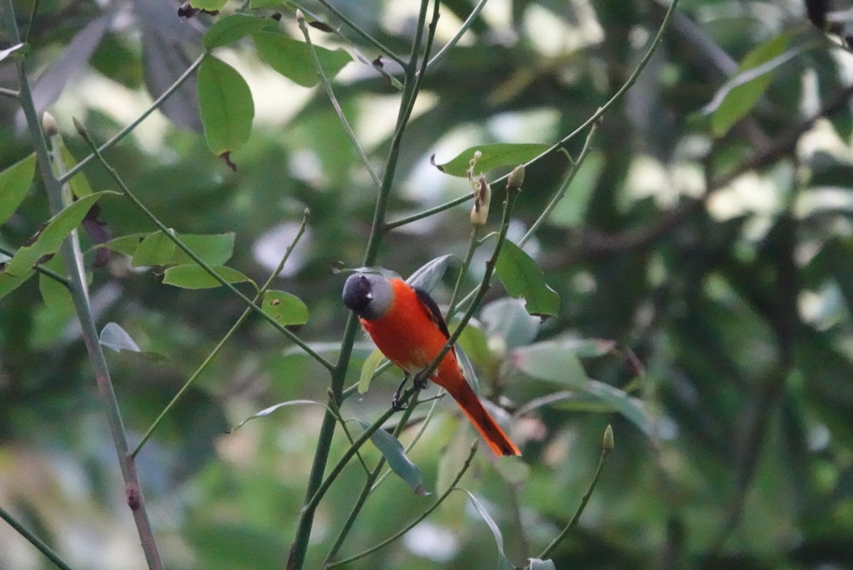 Minivet Gorjigrís - ML614873145