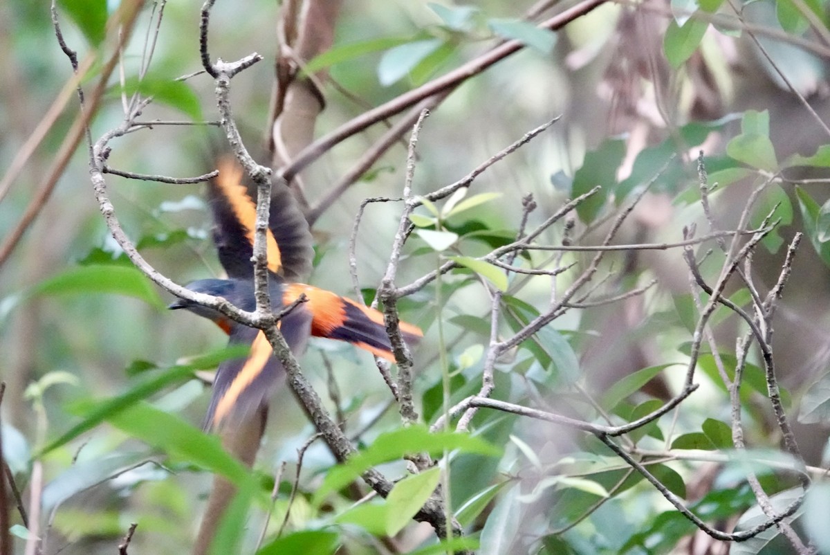 Gray-chinned Minivet - ML614873146