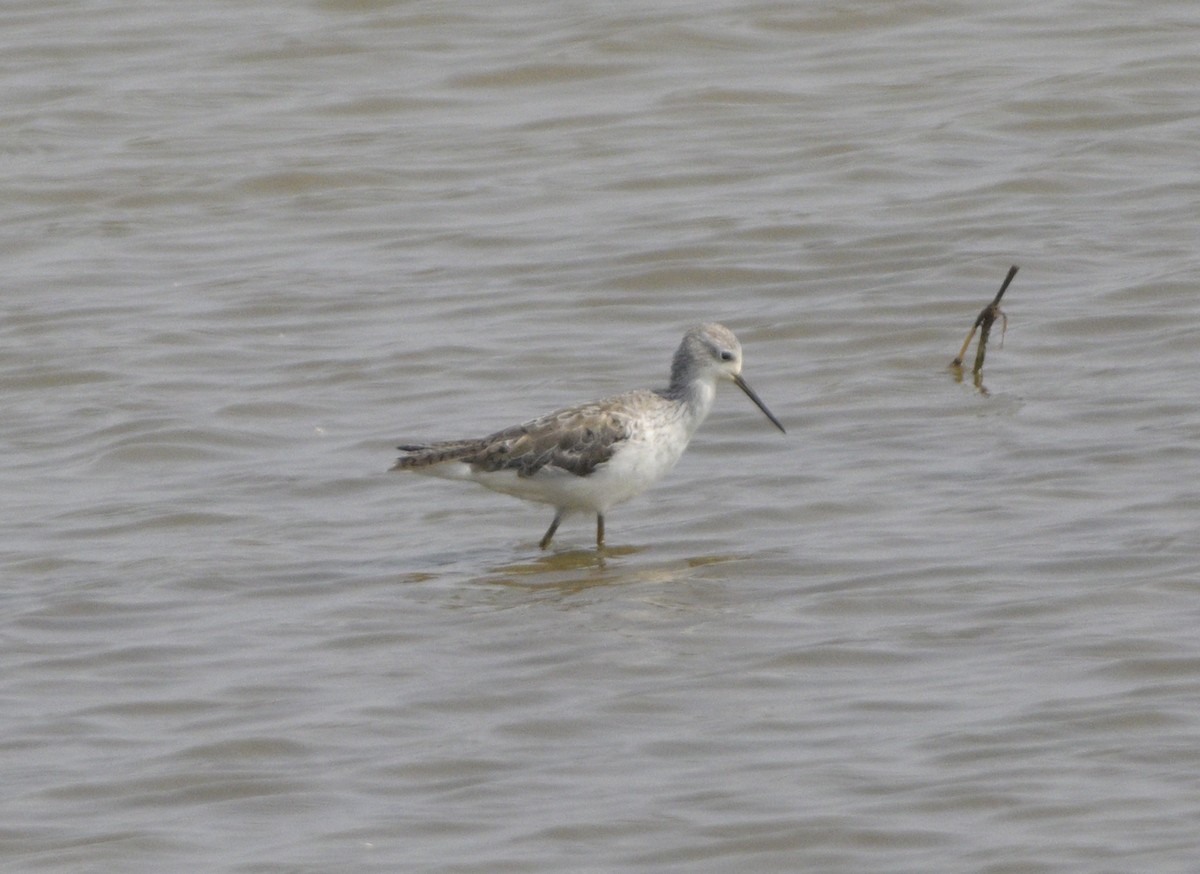 Marsh Sandpiper - Anurag Mishra