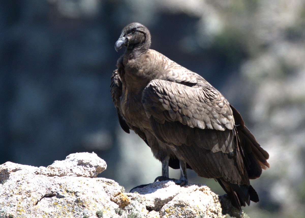 Andean Condor - ML614873152
