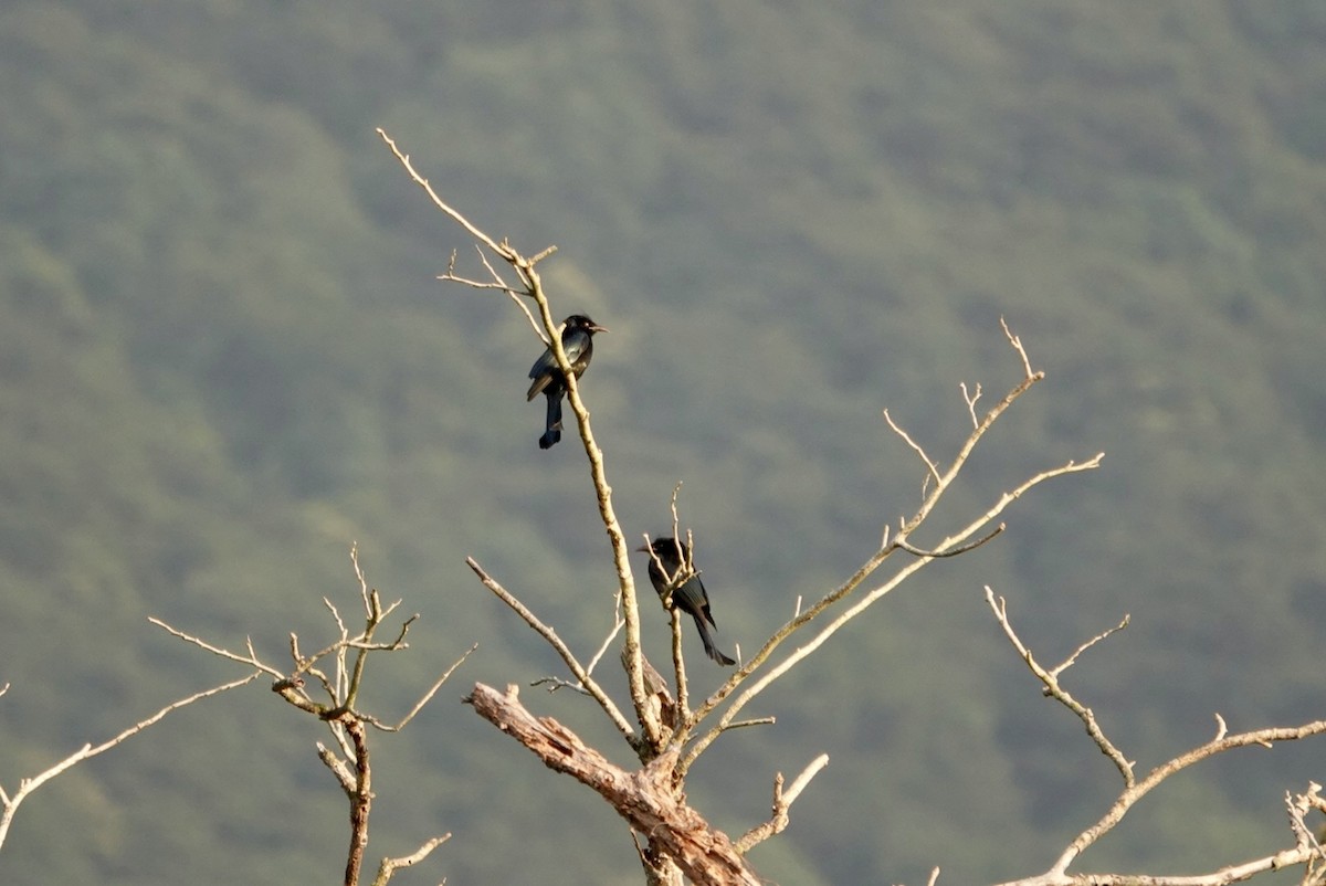 Hair-crested Drongo - ML614873161