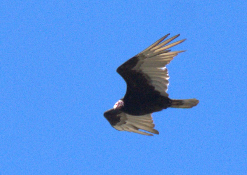 Turkey Vulture - ML614873165