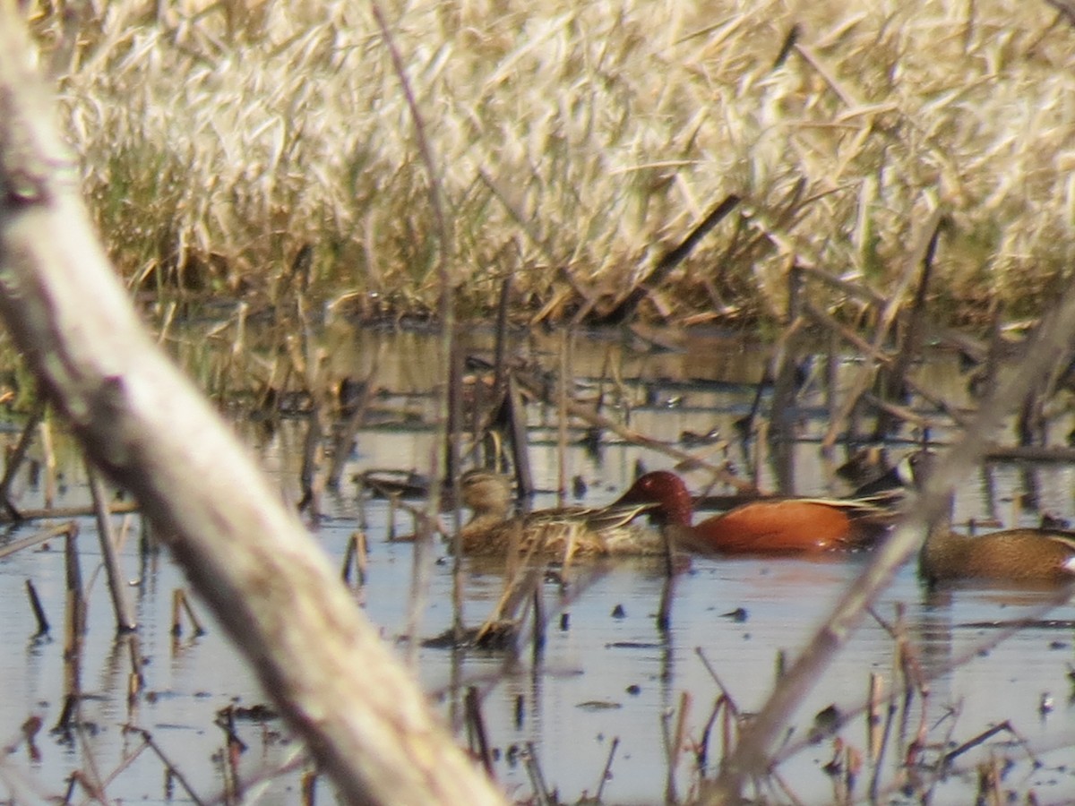 Cinnamon Teal - ML614873176