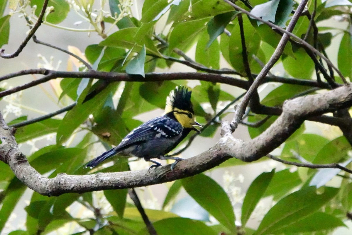 Yellow-cheeked Tit - ML614873180