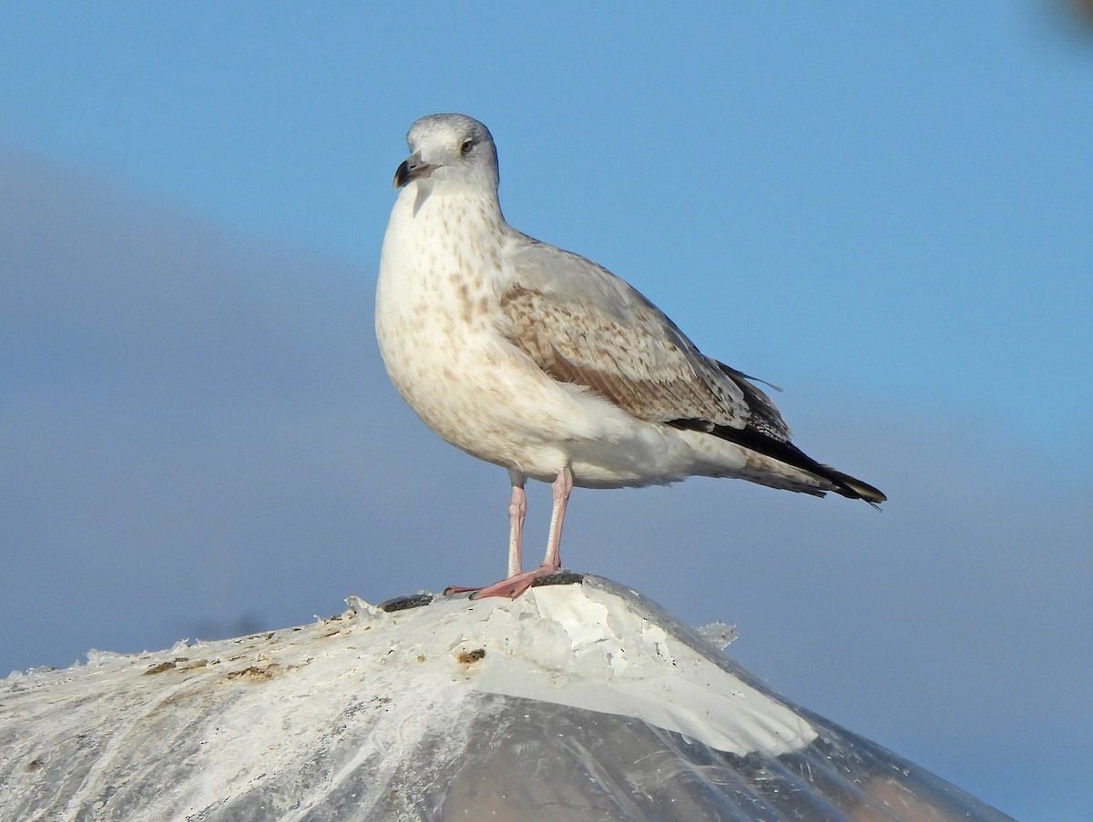 Herring Gull - ML614873209