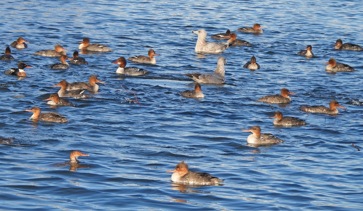 Red-breasted Merganser - ML614873221