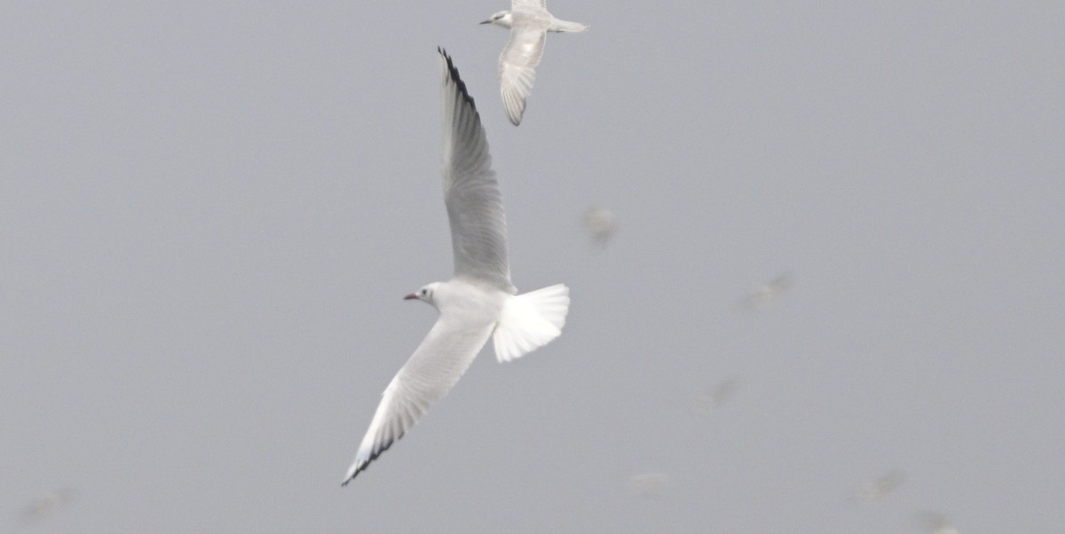 Mouette rieuse - ML614873227