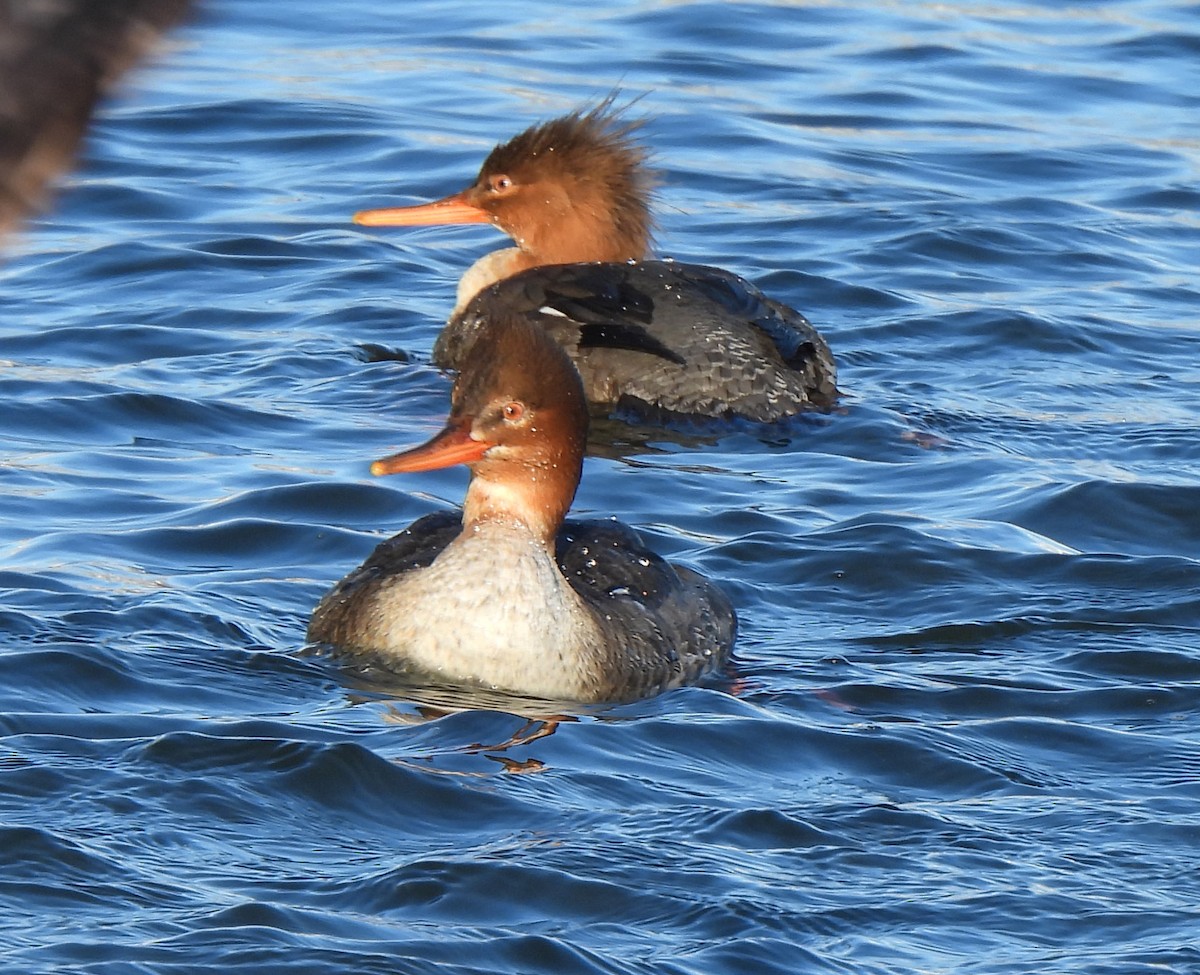 Red-breasted Merganser - ML614873236