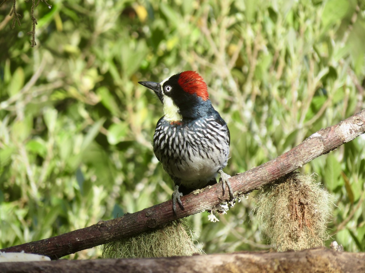 Acorn Woodpecker - ML614873237