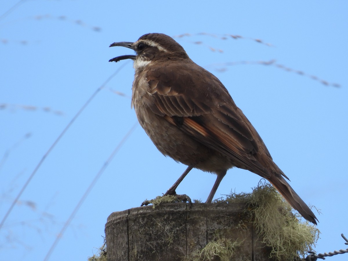 Stout-billed Cinclodes - ML614873238