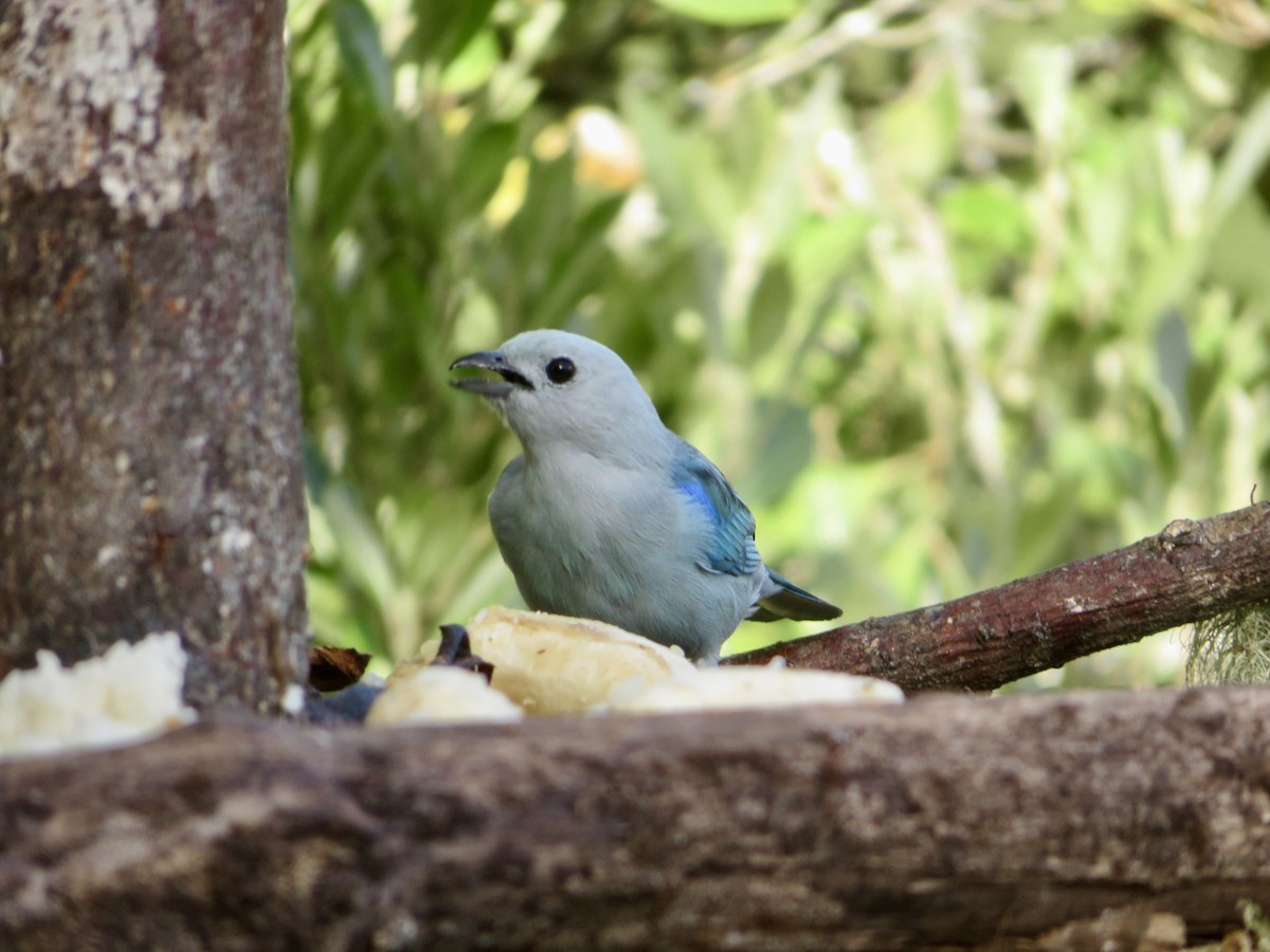 Blue-gray Tanager - ML614873242