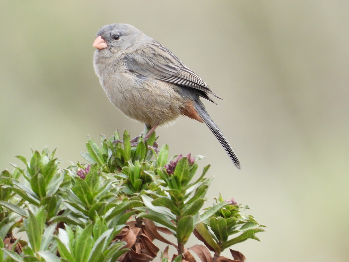 Plain-colored Seedeater - ML614873243