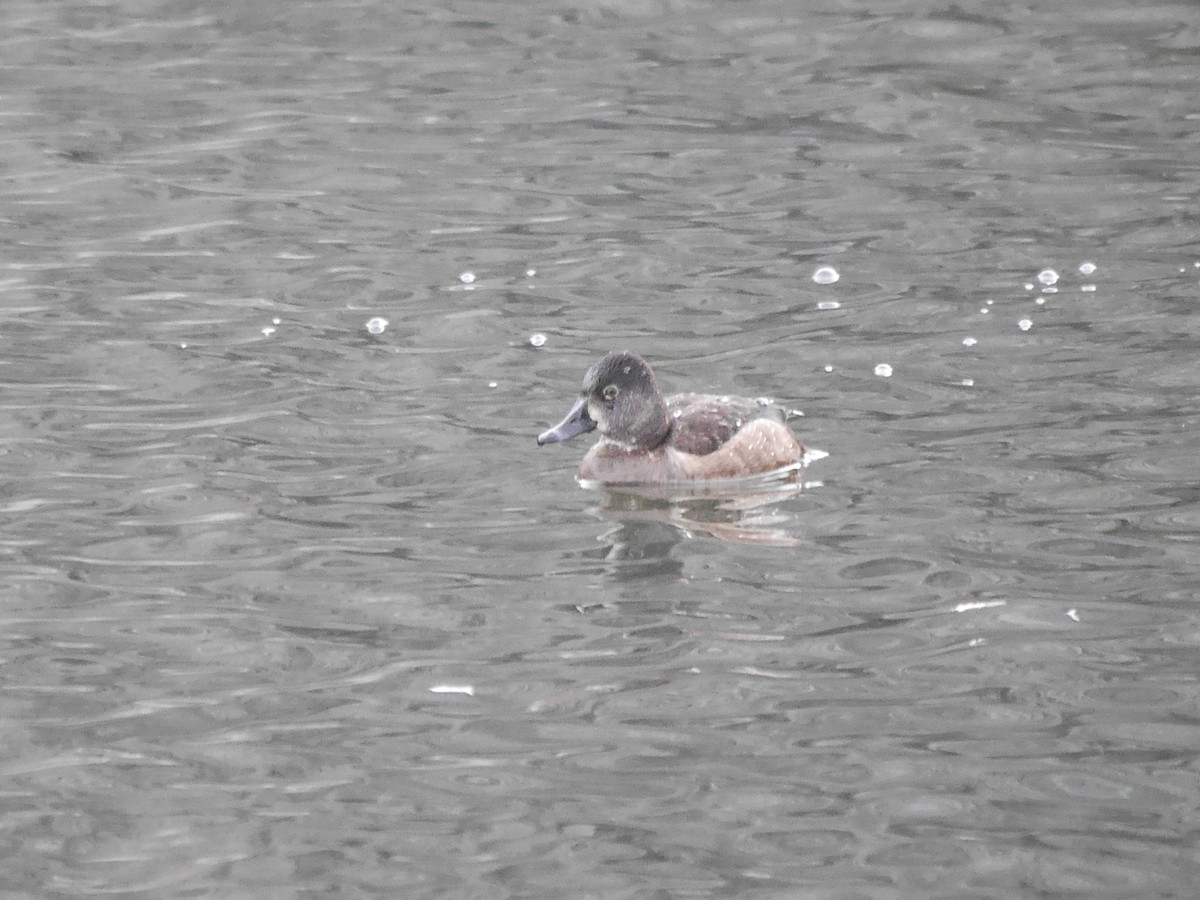 Ring-necked Duck - ML614873258