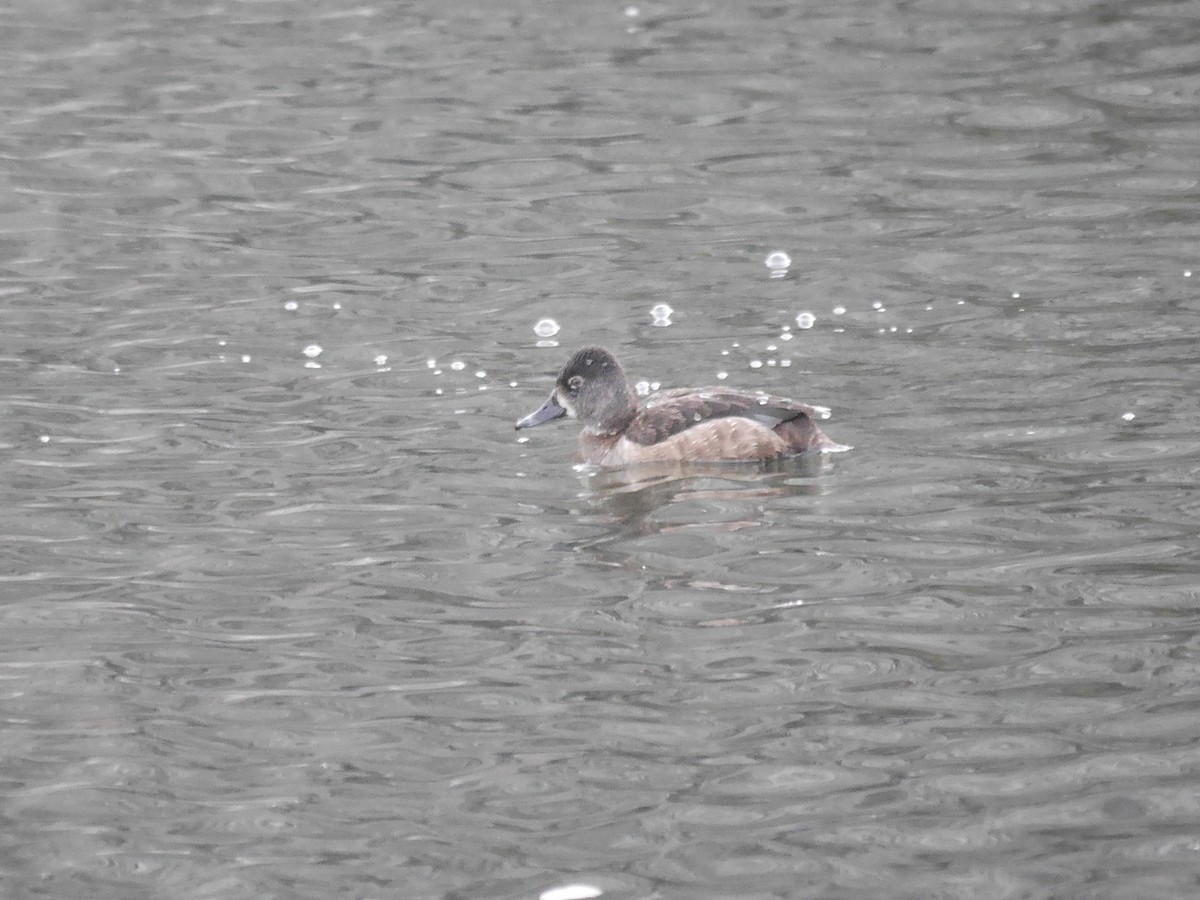 Ring-necked Duck - Ed Gaillard