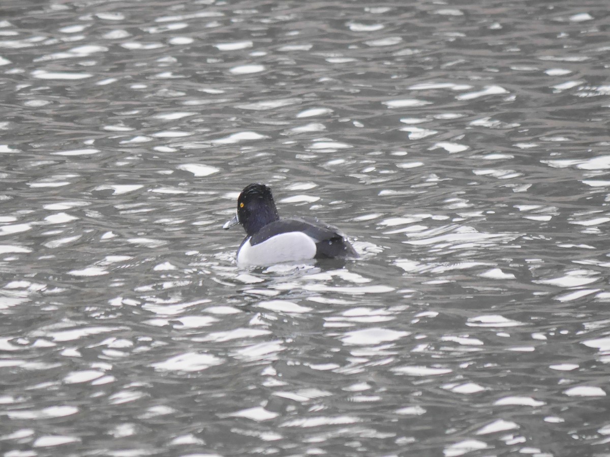 Ring-necked Duck - Ed Gaillard