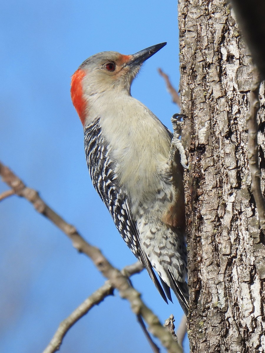 Red-bellied Woodpecker - ML614873289