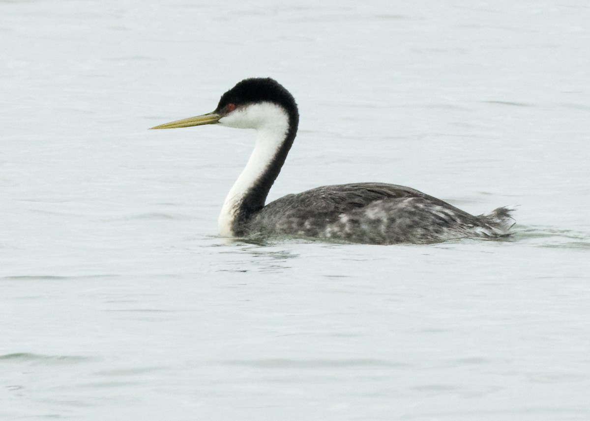 Western Grebe - Sue Cook