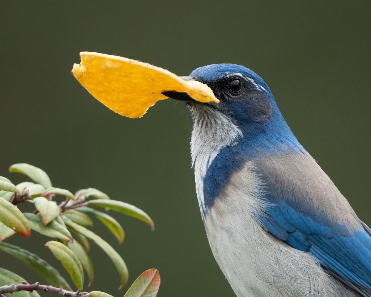 California Scrub-Jay - Sue Cook