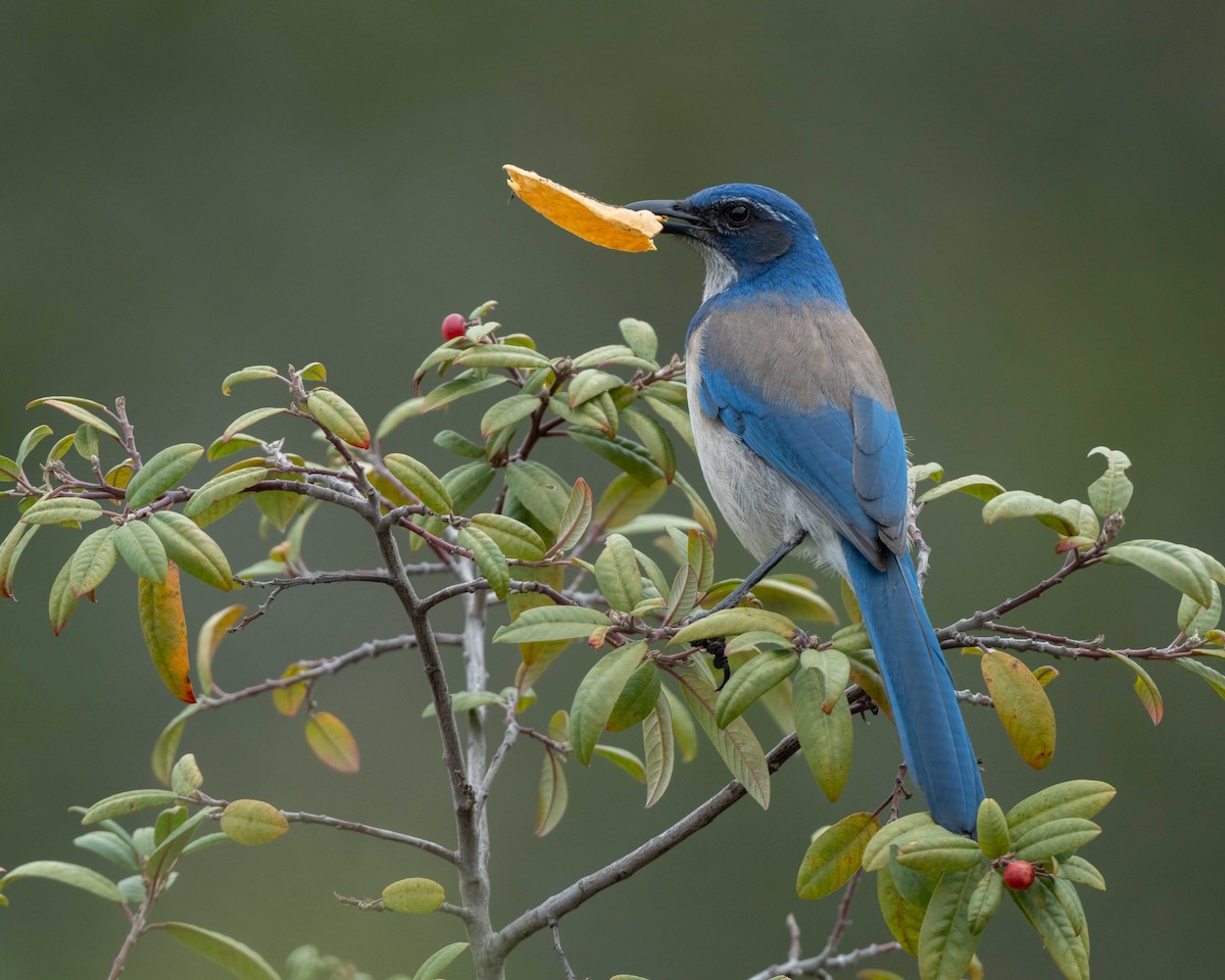 California Scrub-Jay - Sue Cook