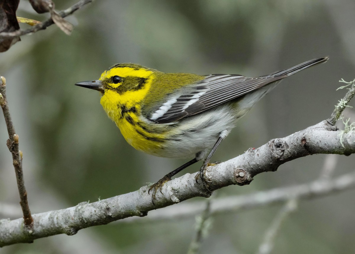 Townsend's Warbler - ML614873306