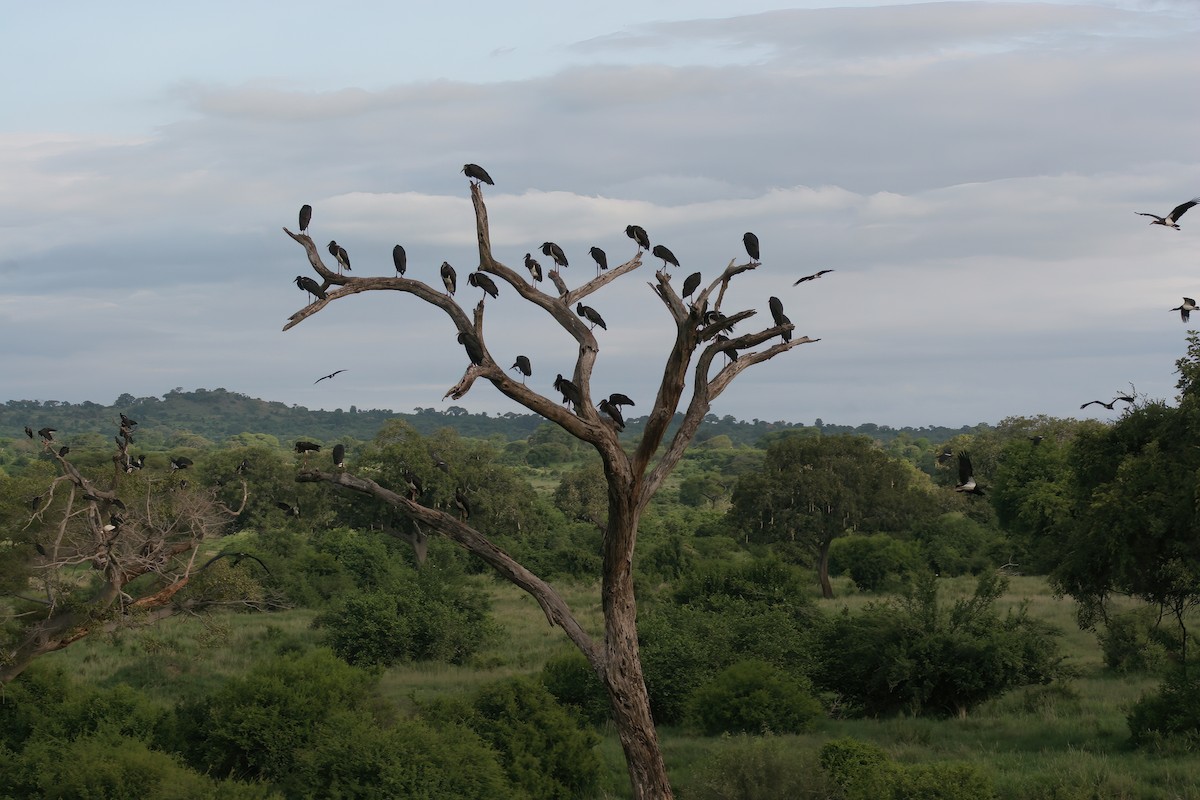 Abdim's Stork - ML614873314