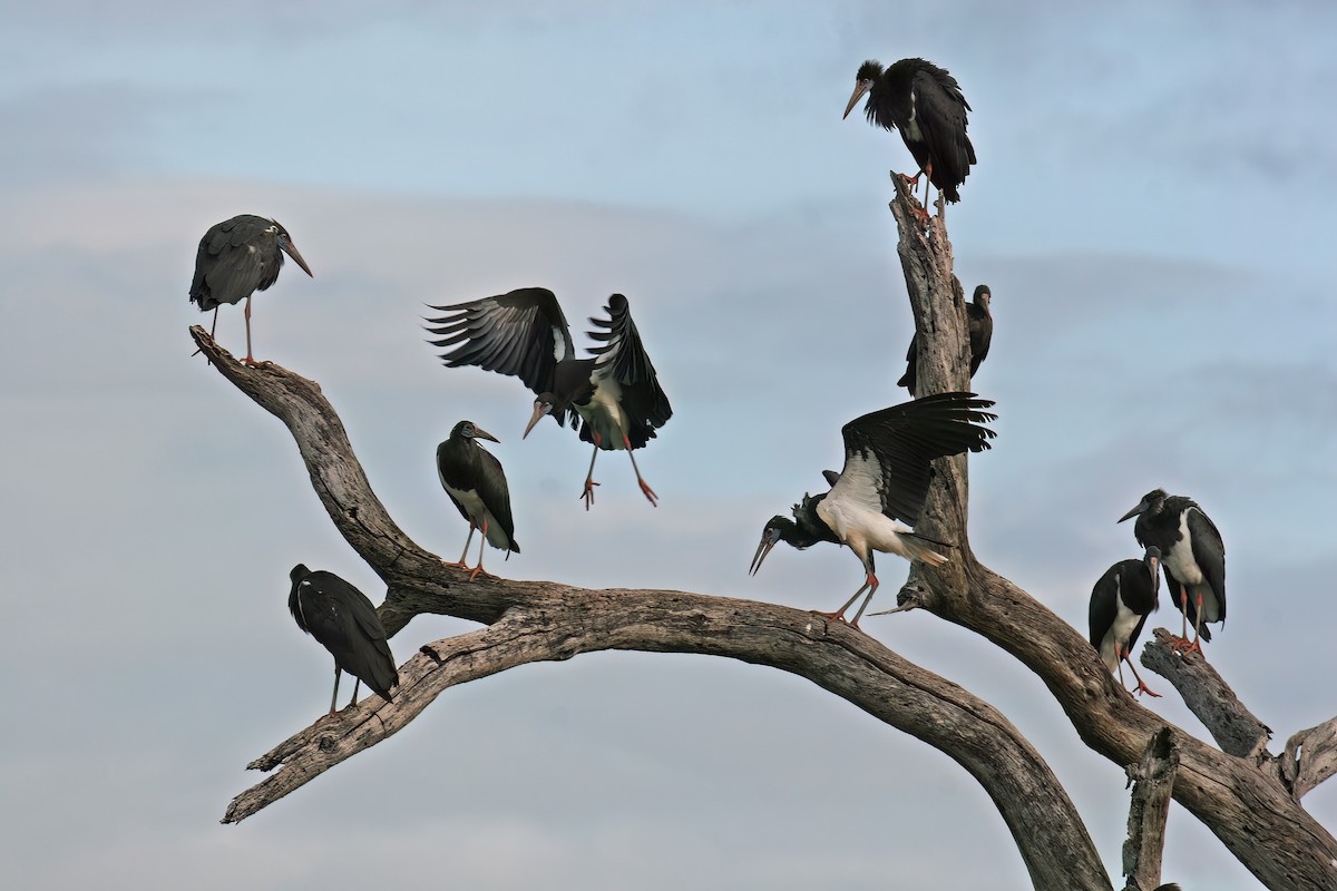 Abdim's Stork - ML614873326