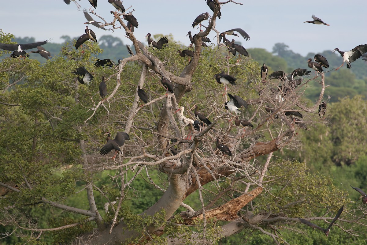 Abdim's Stork - ML614873329