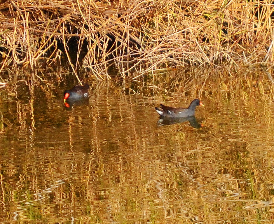 Gallinule d'Amérique - ML614873384