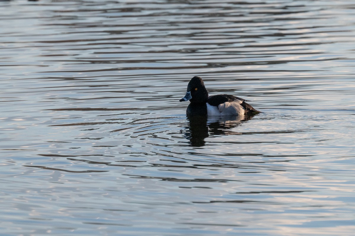 Ring-necked Duck - Isaac Boardman