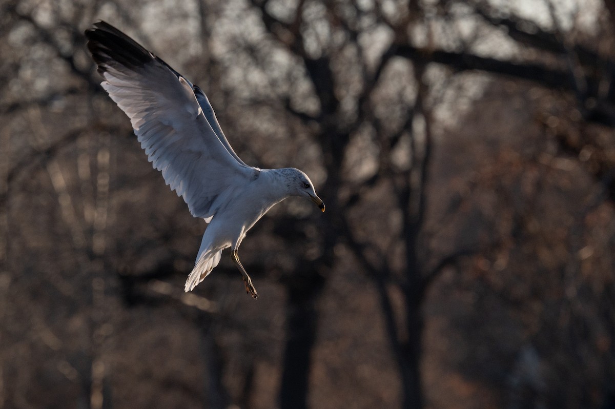 Ring-billed Gull - Isaac Boardman