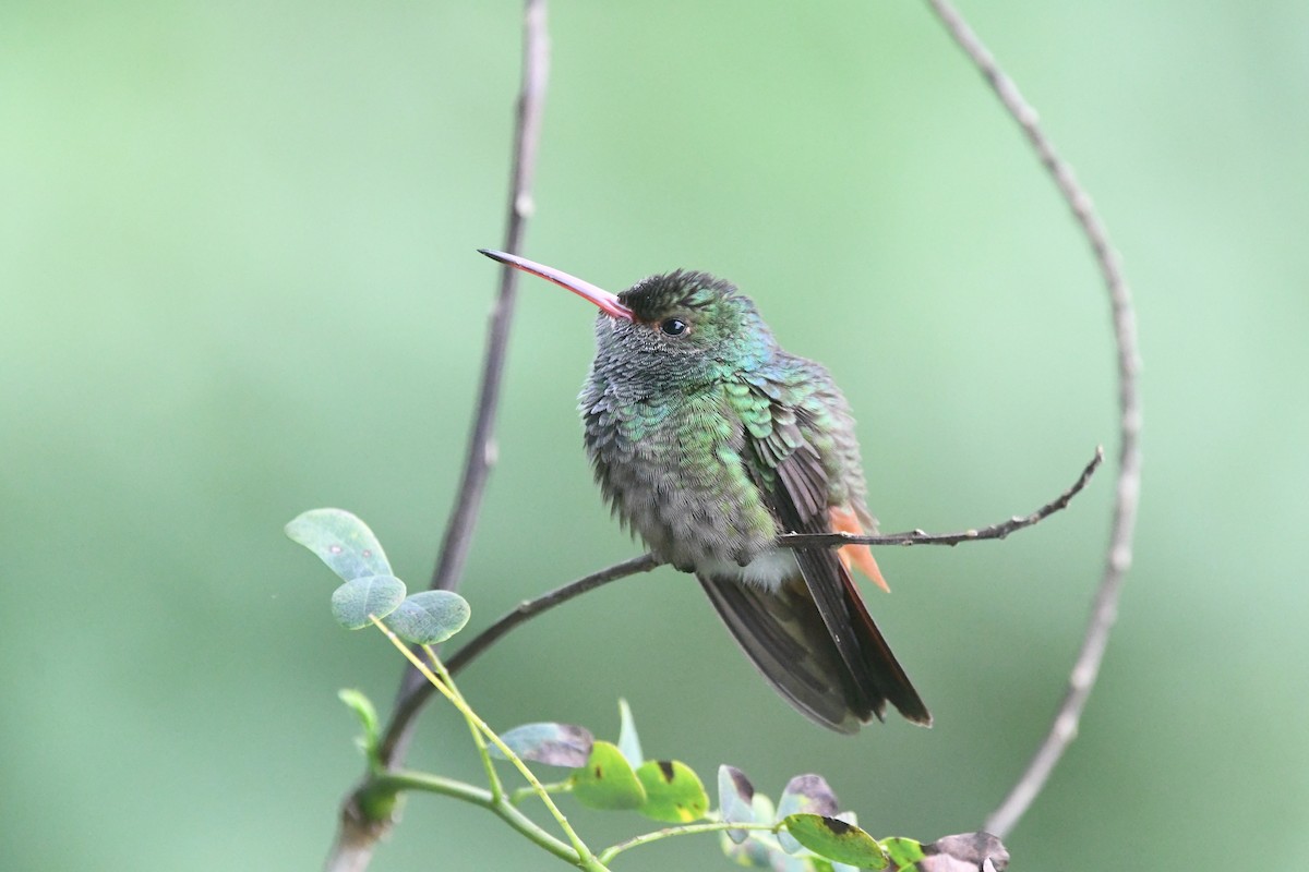 Rufous-tailed Hummingbird - ML614873429
