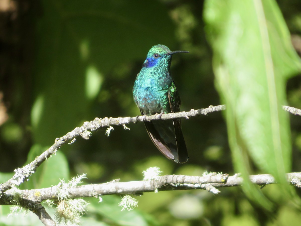 Lesser Violetear - ML614873431