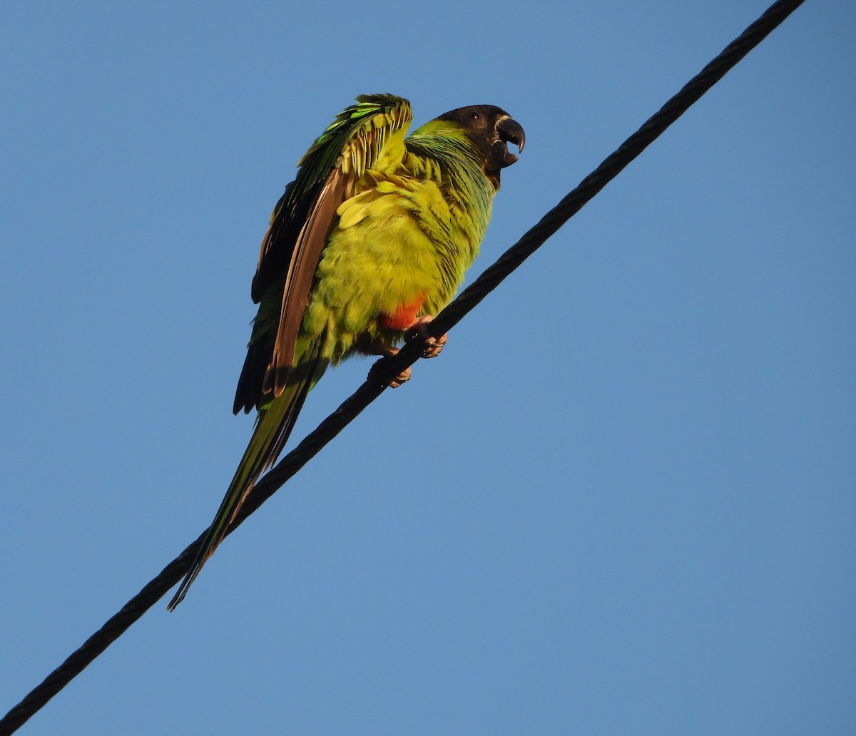 Nanday Parakeet - ML614873436