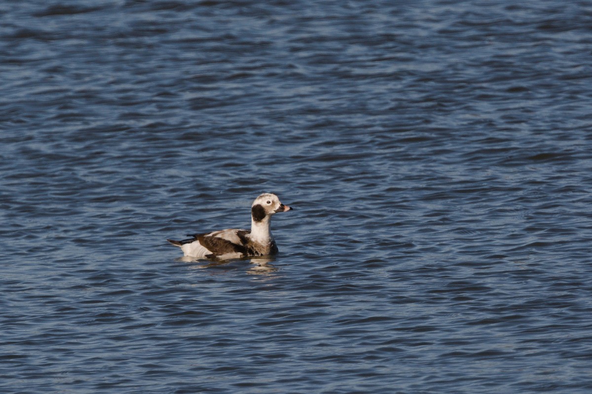 Long-tailed Duck - ML614873451