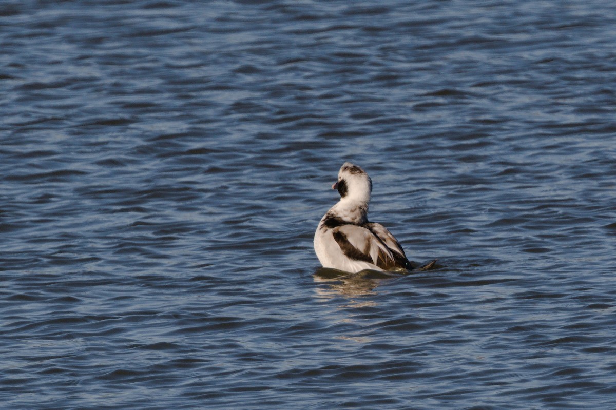 Long-tailed Duck - ML614873454