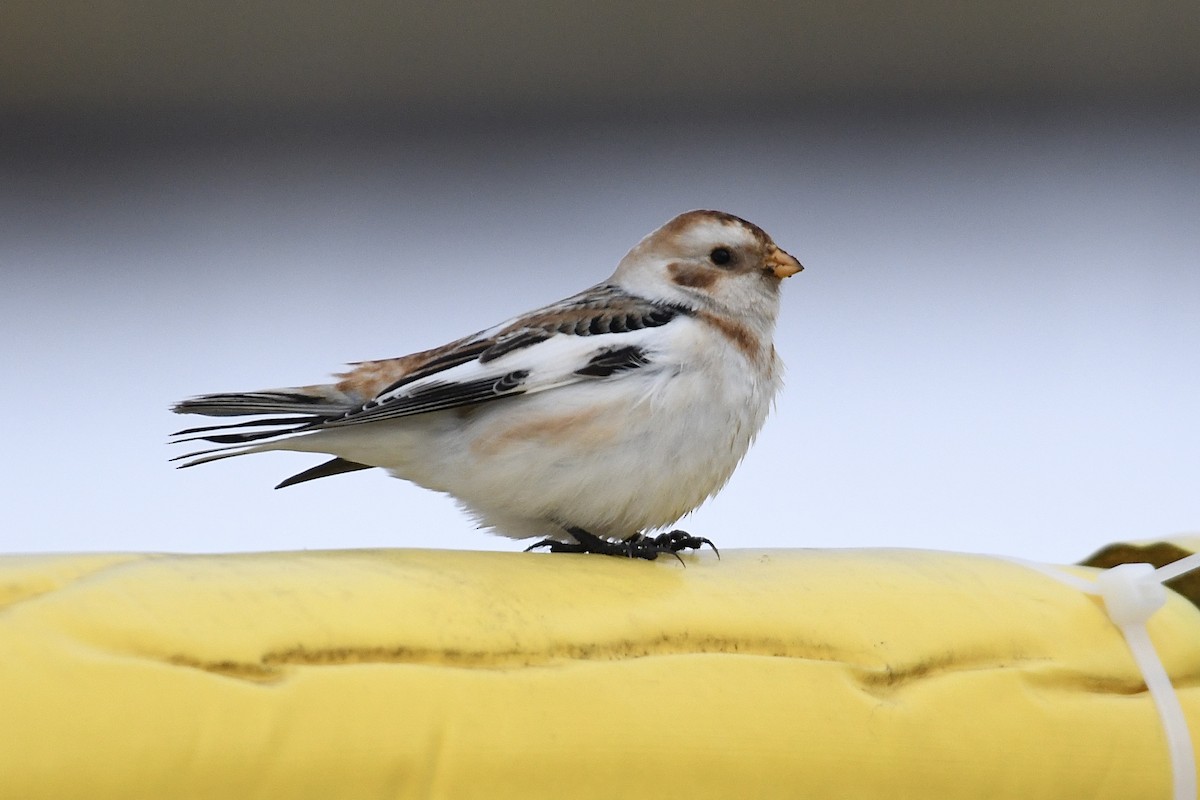 Snow Bunting - Tim Healy