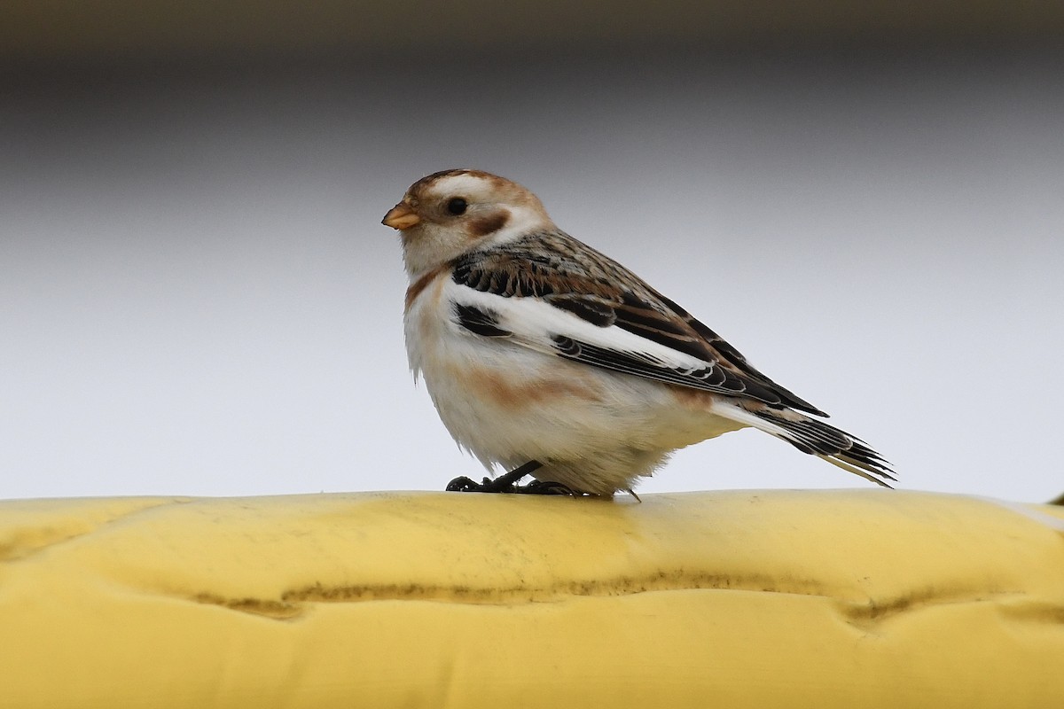 Snow Bunting - Tim Healy