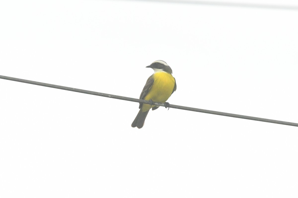 Social Flycatcher - ML614873494