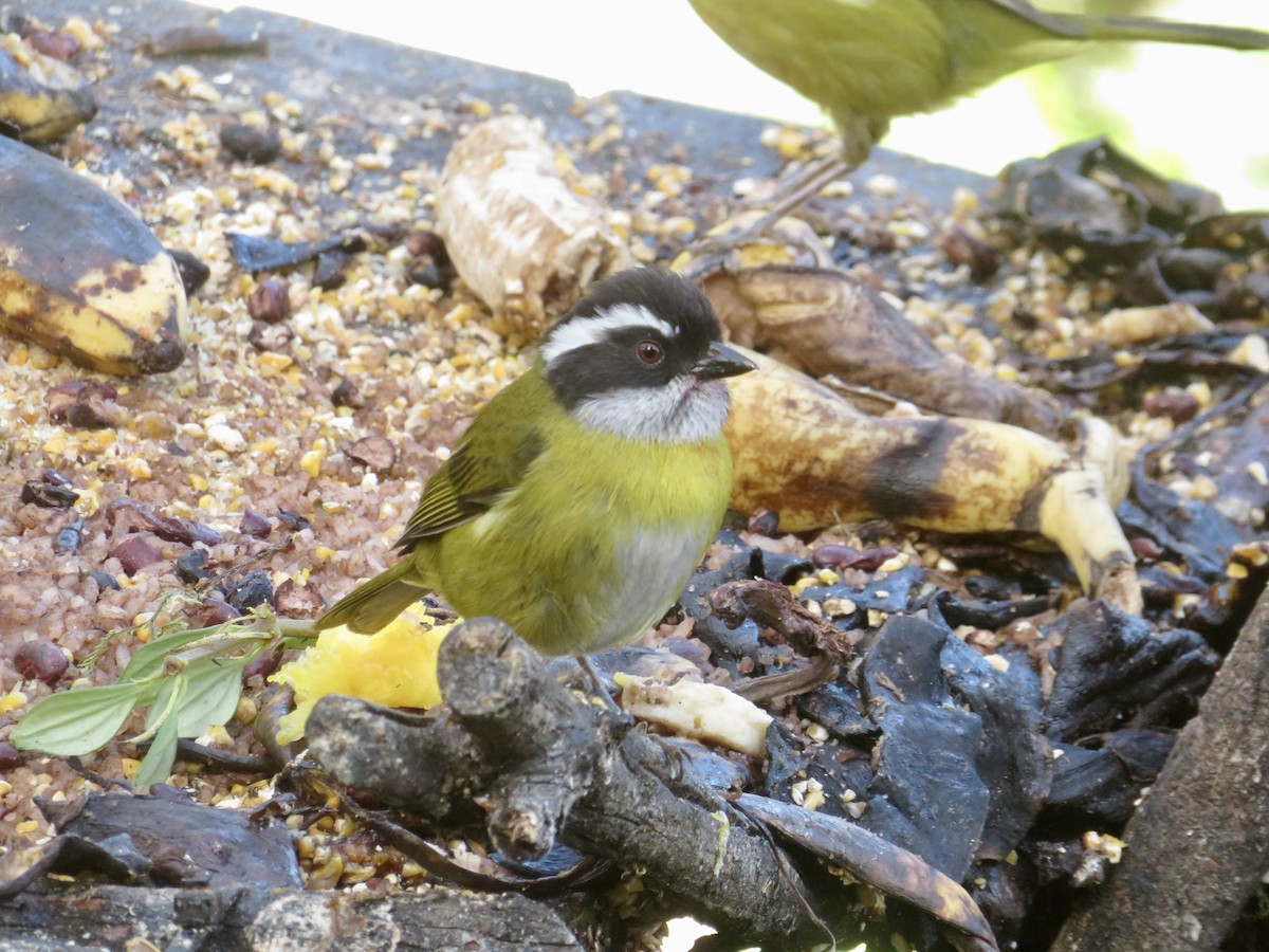 Sooty-capped Chlorospingus - ML614873501